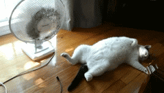 cat drying himself